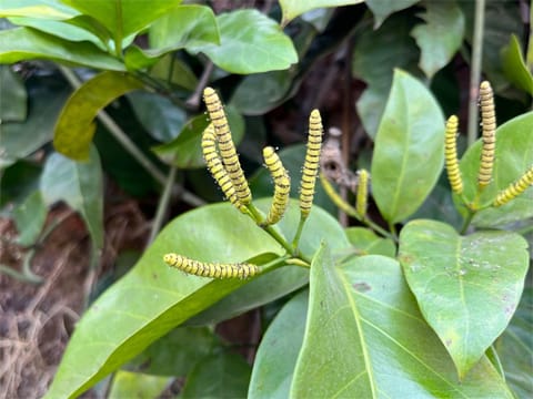 छत्तीसगढ़ के बचेली वन क्षेत्र में प्राचीन वनस्पतियों का जीवंत संग्रह