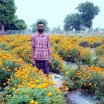 फूलों की खेती किसानों को बना रही सफल व्यवसायी, लाखों रुपये कमा रहे किसान