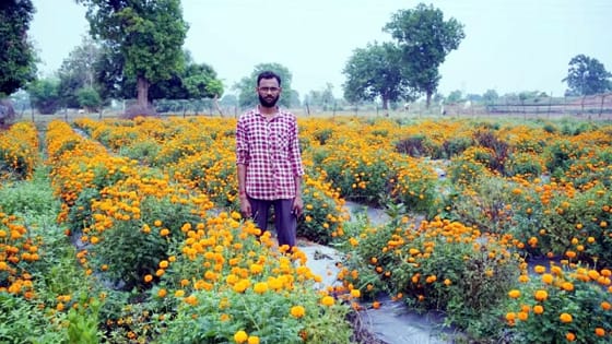 फूलों की खेती किसानों को बना रही सफल व्यवसायी, लाखों रुपये कमा रहे किसान