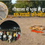 VHP का आरोप- गौशाला में भूख से हुई 19 गायों की मौत, केयरटेकर को 2 महीने से नहीं मिली, गौवंश की देखभाल नहीं हुई