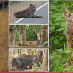 डोंगरगढ़-खैरागढ़ में बाघ, तेंदुआ और दुर्लभ प्रजातियों का है बसेरा, संरक्षण से बन सकता है जैव विविधता का केंद्र डोंगरगढ़-खैरागढ़ में बाघ, तेंदुआ और दुर्लभ प्रजातियों का है बसेरा, संरक्षण से बन सकता है जैव विविधता का केंद्र