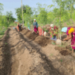 सुपर फुड मुनगा से कोकड़ी की महिलाओं को रही लाखों की कमाई